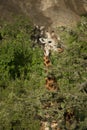 Giraffe at the Serengeti National Park Royalty Free Stock Photo