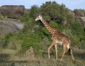 Giraffe at the Serengeti National Park Royalty Free Stock Photo