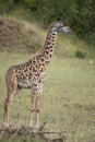Giraffe in Serengeti National Park, Tanzania Royalty Free Stock Photo
