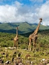 Giraffe, Serengeti Plains, Tanzania, Africa Great Migration Royalty Free Stock Photo