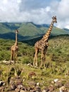 Giraffe, Serengeti Plains, Tanzania, Africa Great Migration Royalty Free Stock Photo
