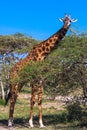 Giraffe in Serengeti savanna near a acacia. Tanzania, Africa Royalty Free Stock Photo
