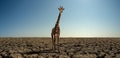 Giraffe on severe drought desert Royalty Free Stock Photo