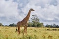 Giraffe in the Shimba Hills Royalty Free Stock Photo