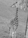 Giraffe Royalty Free Stock Photo