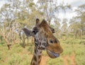 Giraffe showing its tongue