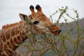 Giraffe showing it`s grey tongue while eating scrub