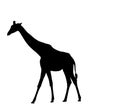 Giraffe Silhouette Royalty Free Stock Photo