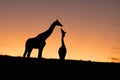 Giraffe silhouette of calf and mother