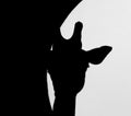Giraffe silhouette Royalty Free Stock Photo