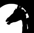 Giraffe silhouette Royalty Free Stock Photo