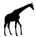 Giraffe silhouette.