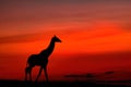 Giraffe Silhouette in Masai Mara Royalty Free Stock Photo