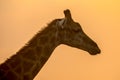 Giraffe silhouette in orange afternoon light