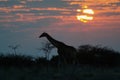 Giraffe silhouette at sunrise