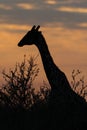 Giraffe silhouette at sunrise