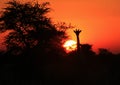 Giraffe Silhouette Sunset 2 - Africa !!! Royalty Free Stock Photo