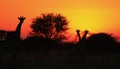 Giraffe Silhouette Sunset 3 - Africa !!! Royalty Free Stock Photo
