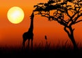 Giraffe silhouette in sunset