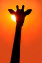 Giraffe silhouette at sunset Royalty Free Stock Photo