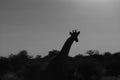 Giraffe silhouette at sunset