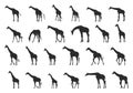 Giraffe silhouette, Giraffe silhouettes, Giraffe vector illustration Royalty Free Stock Photo