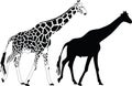 Giraffe silhouette vector Royalty Free Stock Photo