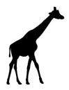 Giraffe silhouette