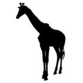 Giraffe Silhouette vector Royalty Free Stock Photo