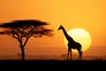 Giraffe silhouette walking nearly tree at sunset. Generative AI Royalty Free Stock Photo
