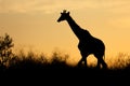 Giraffe silhouetted against an orange sky, Kalahari desert, South Africa Royalty Free Stock Photo