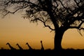 Giraffe silhouettes at sunset. Etosha National Par Royalty Free Stock Photo