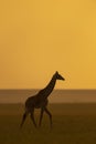 Giraffe silhoutte at sunset at masai Mara Game Reserve,Kenya