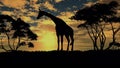 Giraffe sillouette on sunset background