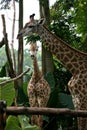 Giraffe - Singapore Zoo, Singapore Royalty Free Stock Photo