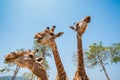 Giraffe in Singha-park zoo