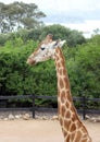 Giraffe Royalty Free Stock Photo