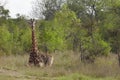 Giraffe sits in African plains Royalty Free Stock Photo