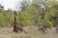 Giraffe sits in African plains Royalty Free Stock Photo
