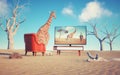 Giraffe sits on armchair in the desert looking at tv Royalty Free Stock Photo