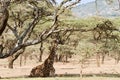 Giraffe sitting down Ngorongoro Conservation Area NCA World Herit Royalty Free Stock Photo