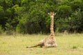 Giraffe sitting down South Africa Royalty Free Stock Photo