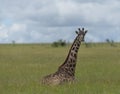 Giraffe sitting in green grass Royalty Free Stock Photo