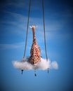 Giraffe sitting on a swing. Freedom and happiness concept Royalty Free Stock Photo