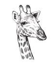 Sketch of a Giraffe head