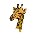 Giraffe sketch. Hand-drawn vector illustration. Isolated on white backdrop