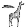 Giraffe sketch, zoo and African jungle wild animal