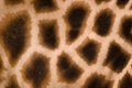 Giraffe skin