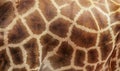 Giraffe skin