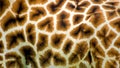 Giraffe skin